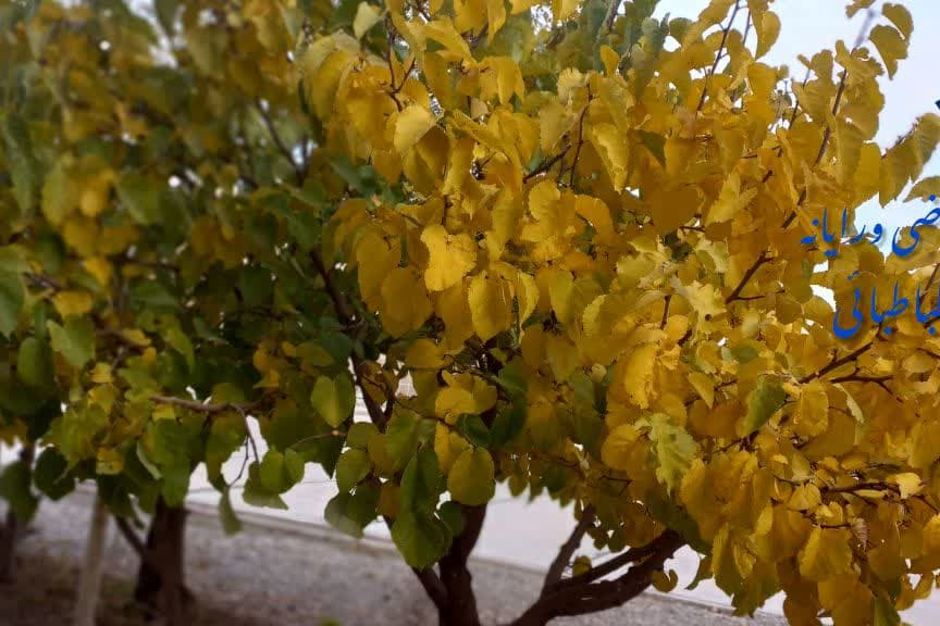 پاییز